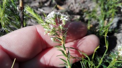 Agathosma serpyllacea