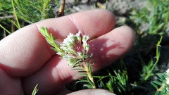 Agathosma serpyllacea