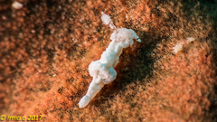 Nudibranchia