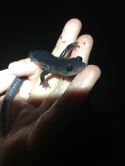 Plethodon metcalfi