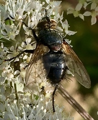 Eurithia anthophila
