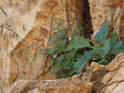 Image of Jamesbrittenia glutinosa by no rights reserved