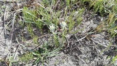 Oedera pungens
