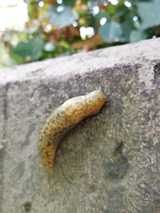 Limacus