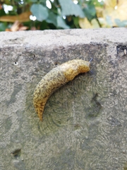 Limacus