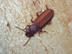 Platisus angusticollis
