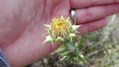 Berkheya angustifolia