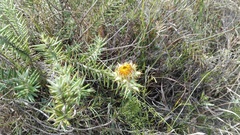 Berkheya angustifolia