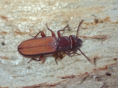 Platisus angusticollis