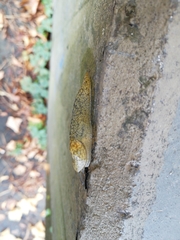 Limacus