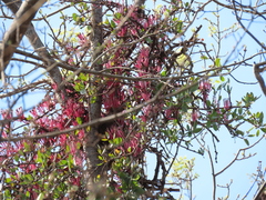 Tapinanthus rubromarginatus