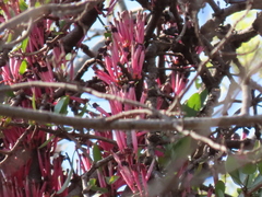 Tapinanthus rubromarginatus