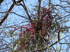 Tapinanthus rubromarginatus