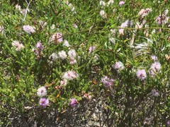 Melaleuca decussata