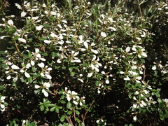 Spyridium spathulatum