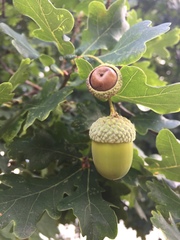 Quercus robur