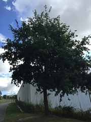 Quercus robur