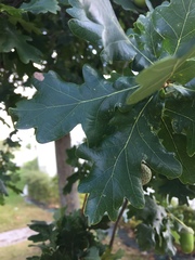 Quercus robur