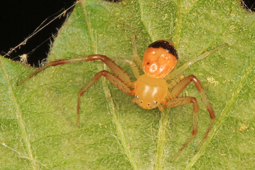 Black-banded Crab Spider