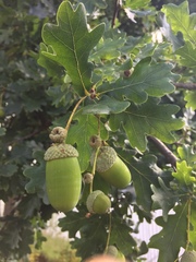 Quercus robur