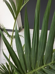 Arecoideae