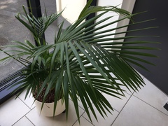 Arecoideae