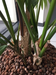 Arecoideae