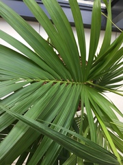 Arecoideae