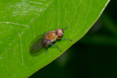 Diptera