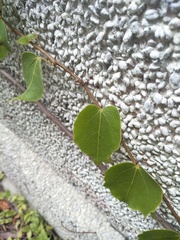 Parthenocissus tricuspidata