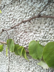 Parthenocissus tricuspidata