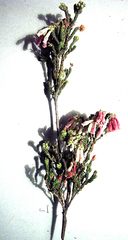 Erica pectinifolia