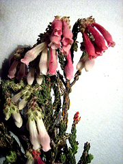 Erica pectinifolia