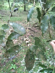 Quercus stenophylloides