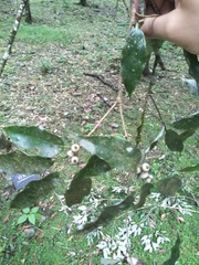 Quercus stenophylloides