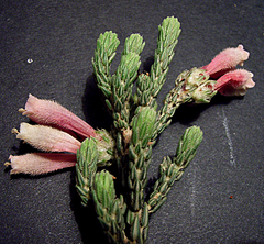Erica pectinifolia