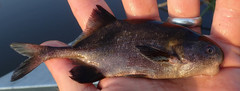 Cyphomyrus cubangoensis