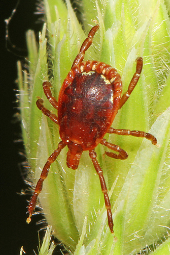 Lone Star Tick