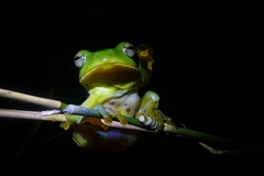 Zhangixalus taipeianus