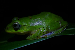 Zhangixalus taipeianus