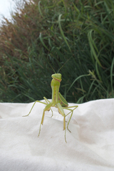 Hierodula transcaucasica