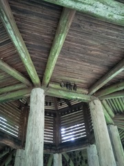 Hipposideros armiger terasensis