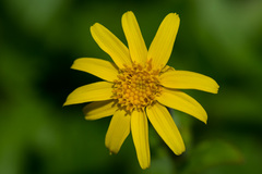 Arnica amplexicaulis