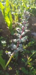 Lachenalia bolusii
