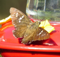 Apyrrothrix araxes