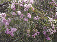 Eucalyptus albopurpurea