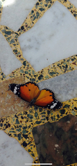 Danaus chrysippus