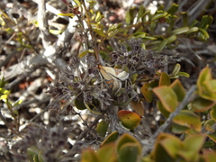 Metallarcha calliaspis