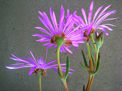 Lampranthus coralliflorus