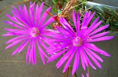 Lampranthus coralliflorus